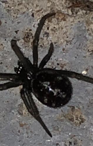 Steatoda grossa